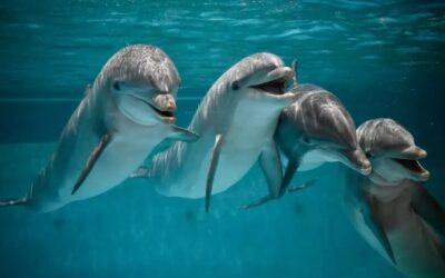 🐬 Een dolfijne dag in Boudewijn Seapark
